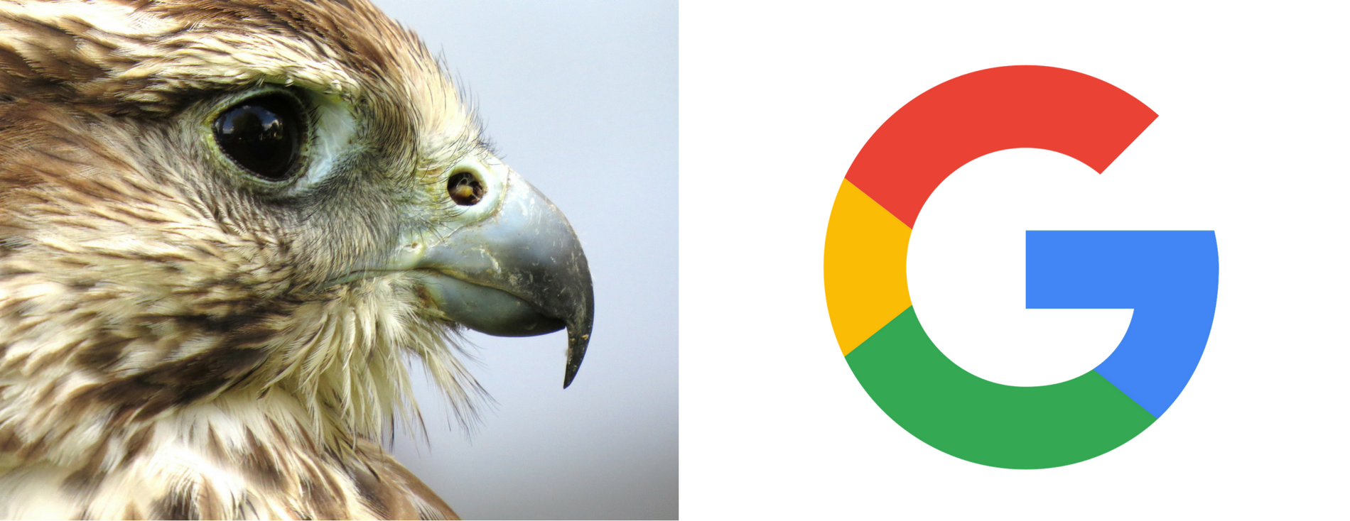 Google Hawk Update